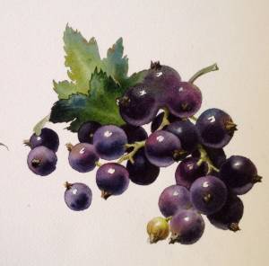 Черная смородина