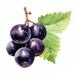 Красивая черная смородина акварель клипарт иллюстрация