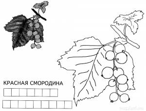 Раскраска Смородина