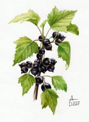 Куст смородины рисунок