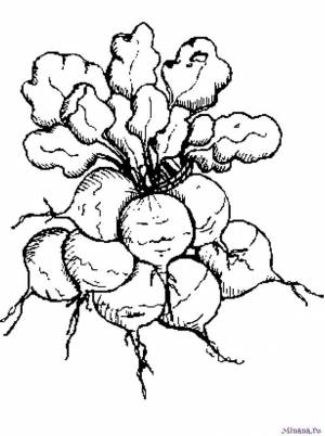 Раскраска редиска 3