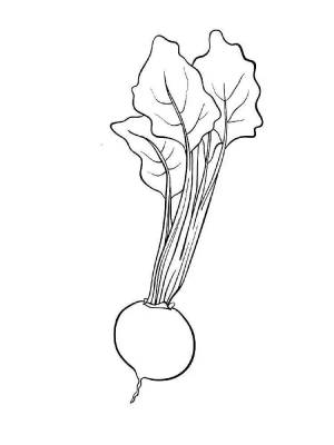 Раскраски Редиска