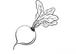 Редиска раскраска » DreemPics