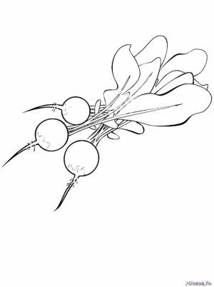 Раскраска редиска 9