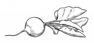 Редиска раскраска