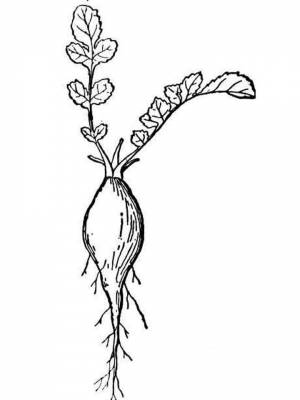 Картинка Редиска раскраска для мальчиков