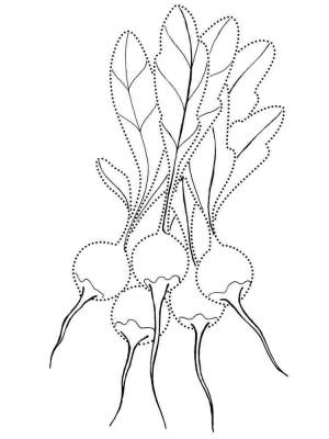Раскраска Редиска