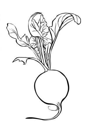 Раскраска Редис