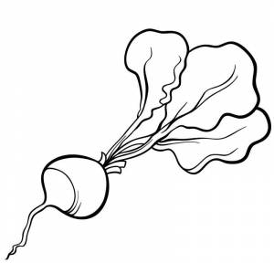 Раскраска Редис для детей  и