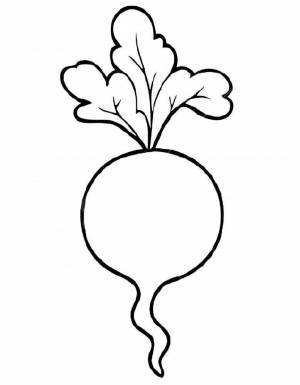 Редька рисунок