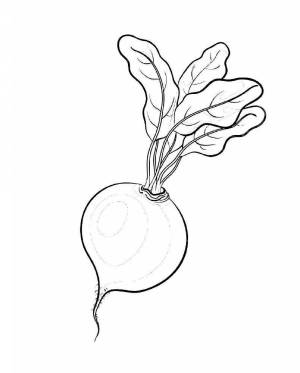 Раскраски Редиска