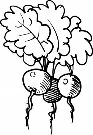 Раскраски Раскраска Крутая редиска овощи, Раскраска Редис овощи