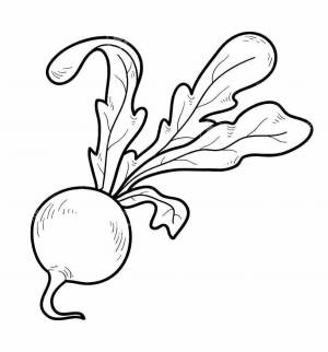 Раскраски Редиска
