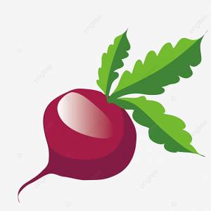 иллюстрация кожи редиса красной кожи PNG , большой редис, Фрукты, корневище PNG картинки и пнг рисунок для й загрузки