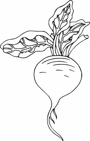 Раскраска редис