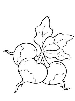 Раскраска Редиска