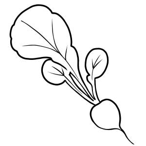 Раскраска редис