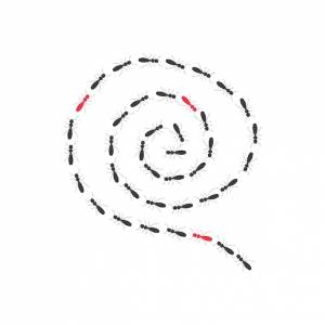 Спиральный силуэт муравьиной тропы, путь насекомых в поисках пищи, изолированный на белом фоне