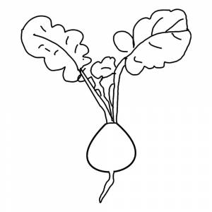 Раскраска Редька