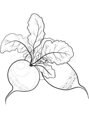 Раскраски Редиска