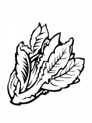 Раскраски салат   в формате