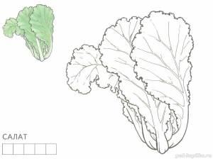Раскраска Салат