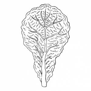 Салат ручной рисунок векторные каракули иллюстрации зеленые овощи клипарт здоровой пищи