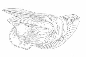Раскраска натюрморт