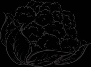 Цветная капуста карандашом