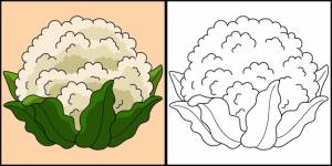 Иллюстрация страницы раскраски цветной капусты