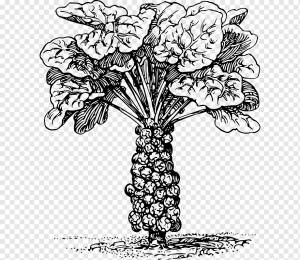 Брюссельская капуста Росток капусты Цветная капуста, капуста, еда, лист, фал png