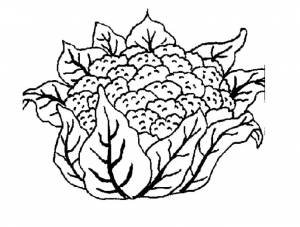 Цветная капуста раскраска » DreemPics