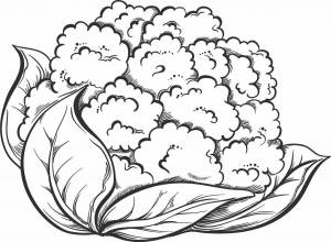 Раскраски Цветная капуста