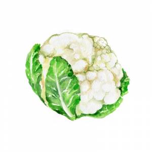 Cauliflower Стоковых иллюстраций и клипартов