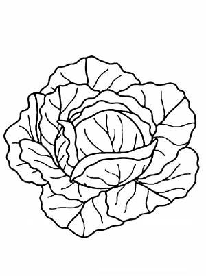 Капуста картинка для детей раскраска