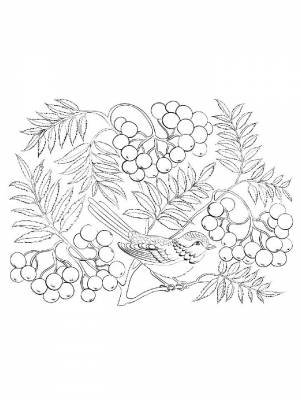 Раскраски Ветка рябины поэтапно
