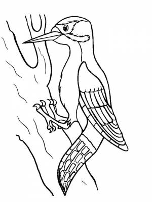 Картинки дятел блог