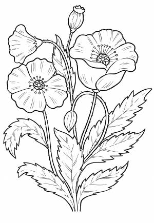 Раскраска Мак Бутоны