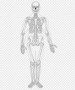 Костяной скелет человека, Homo sapiens Muscle, Skeleton, рука, голова, человек png