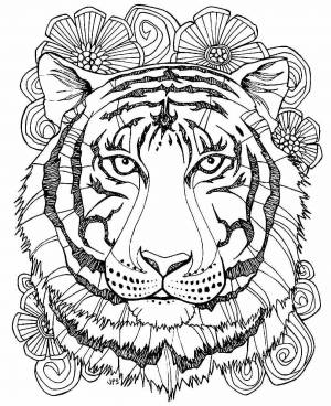 Раскраски тигр