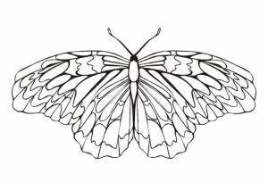 Раскраски Бабочка