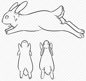 Rabbit Ref Base Free to Use, эскиз кролика png