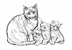 Раскраски животные, Раскраска про кошек и котят Домашние животные