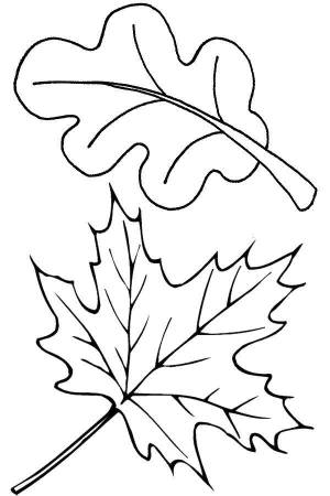 Раскраски Раскраска Листья листья