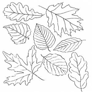 Раскраски листья, Раскраска осенние листья растения