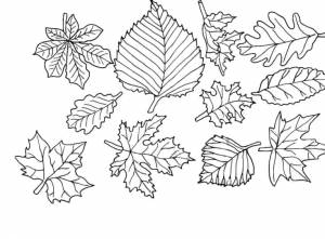 Раскраски листья, Раскраска осенние листья Контуры листьев