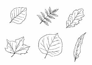 Раскраски Раскраска Листья разных деревьев листья мультики