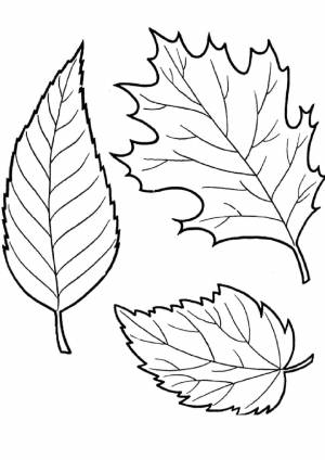 Раскраска Осенние листочки