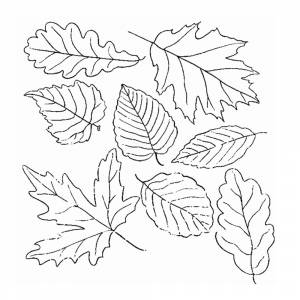 Раскраска Осенние Листья