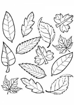Раскраски Осенние листья